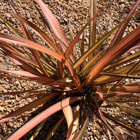 Phormium 'Pink Flamingo' - Lin de Nouvelle-Zélande