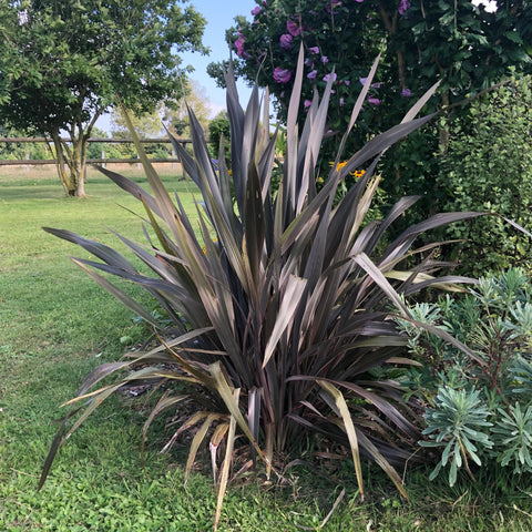 Phormium tenax "Purpureum"