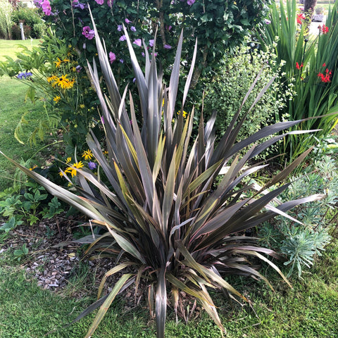 Phormium tenax "Purpureum"