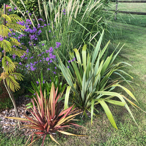 Phormium "Golden Ray"