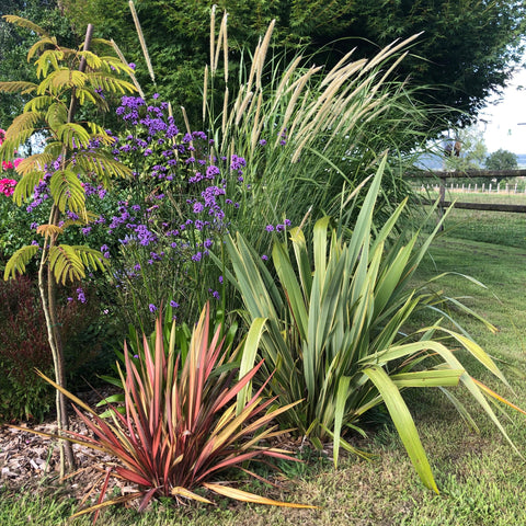 Phormium "Golden Ray"