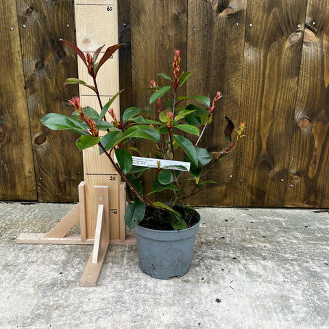 Photinia