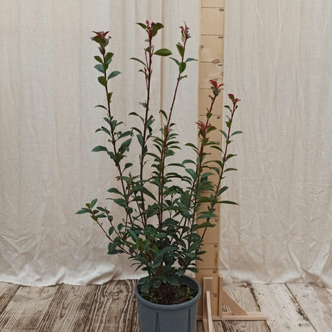 Photinia red robin