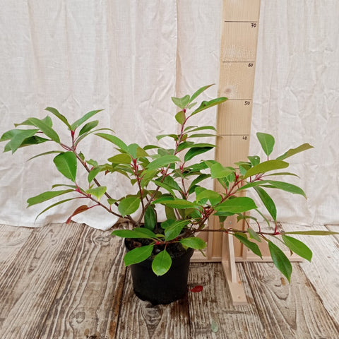 Photinia