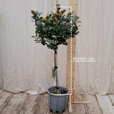 Photinia nana sur tige