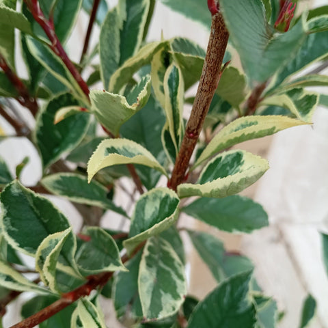 Photinia 'Pink marble' sur tige