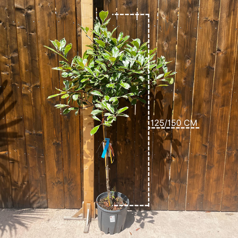 Photinia 'Pink marble' sur tige