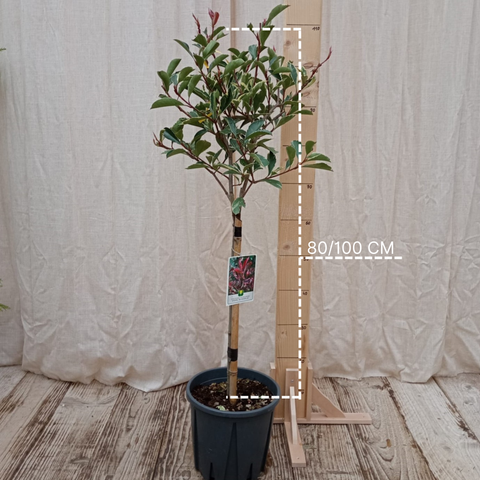 Photinia 'Pink marble' sur tige