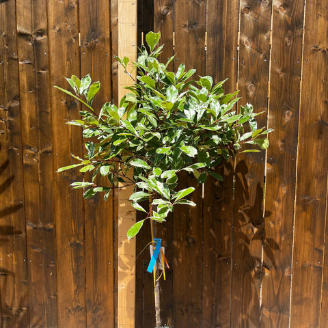 Photinia 'Pink marble' sur tige