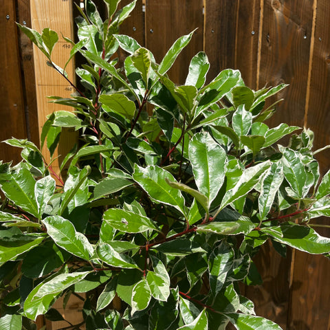 Photinia 'Pink marble' sur tige
