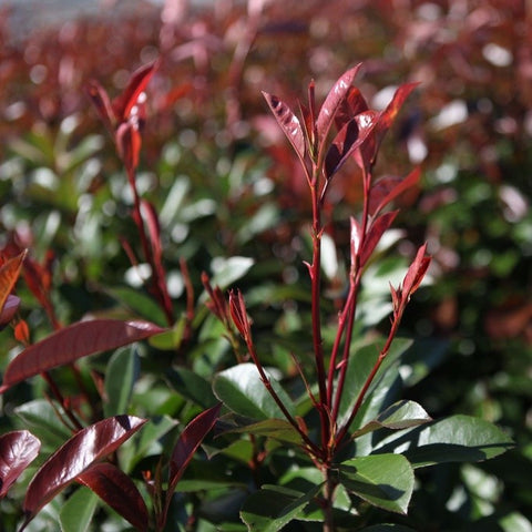 Photinia