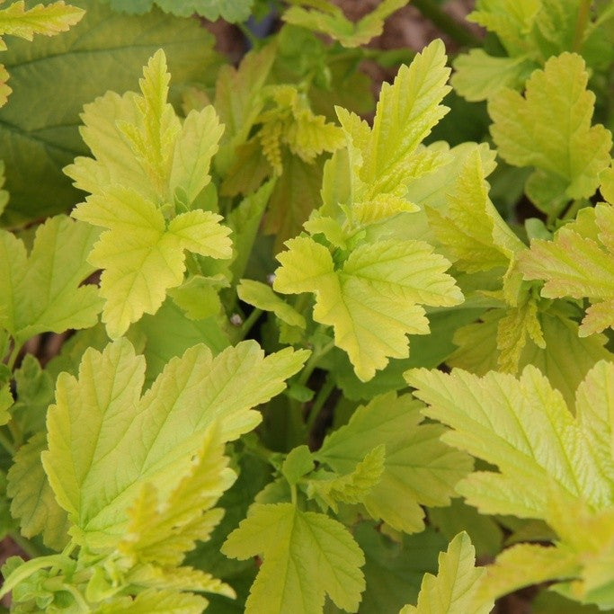 Physocarpus doré