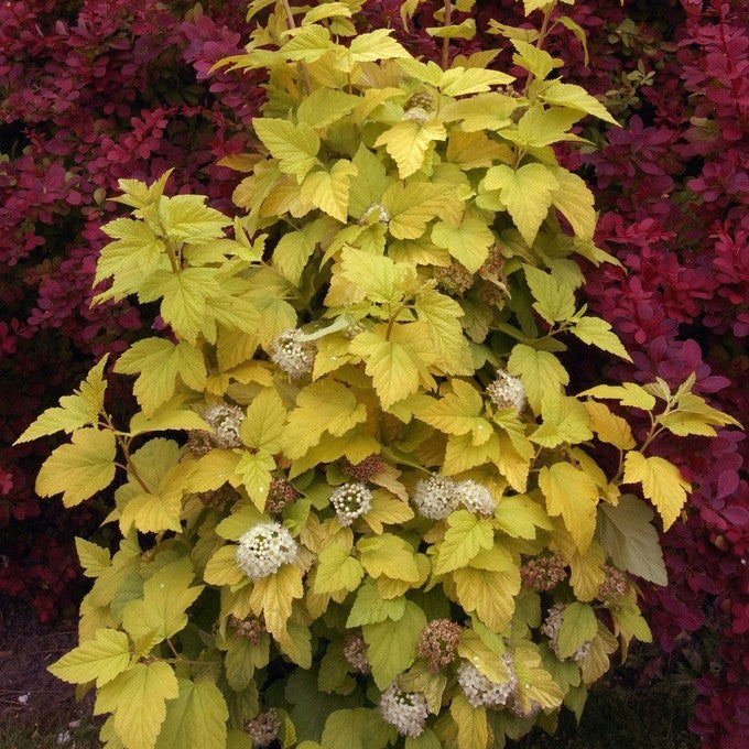 Physocarpus doré