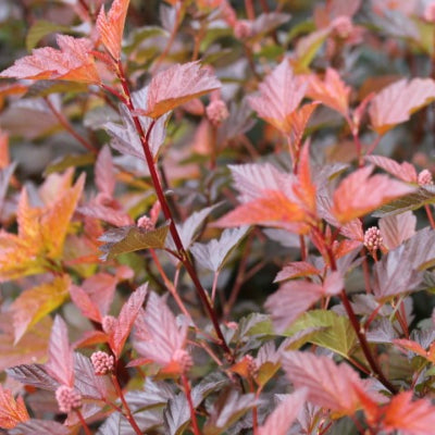 Physocarpus diable d'or