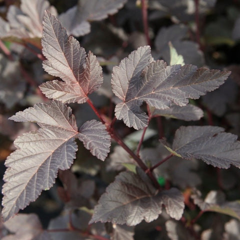 Physocarpus 'diabolo'