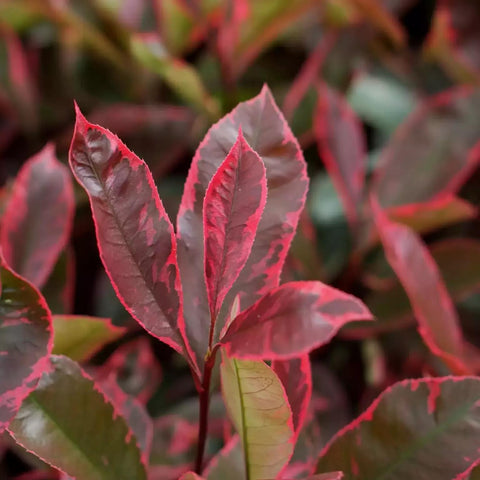Photinia 'Pink Marble'