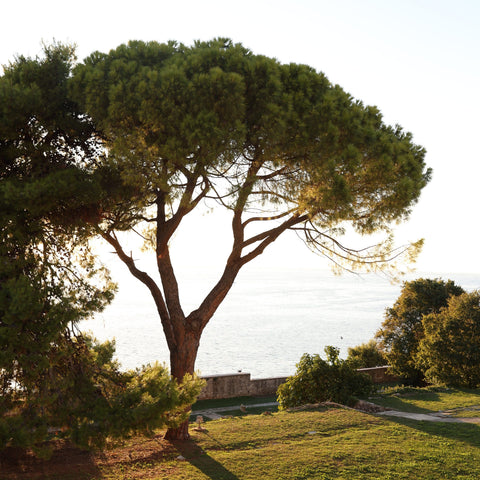 Pinus pinea - Pin parasol