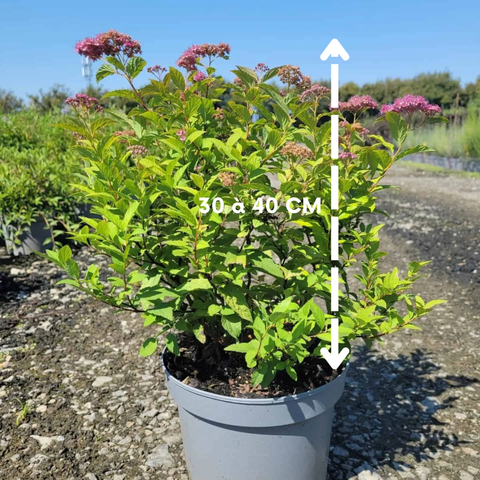 Spirée japonaise Goldflame - Spiraea japonica