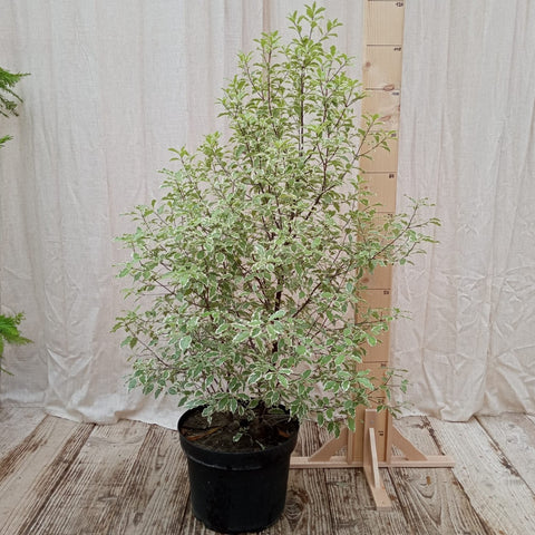 Pittosporum panaché