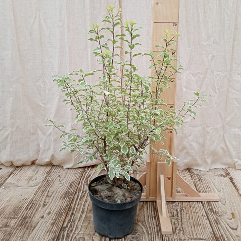 Pittosporum panaché