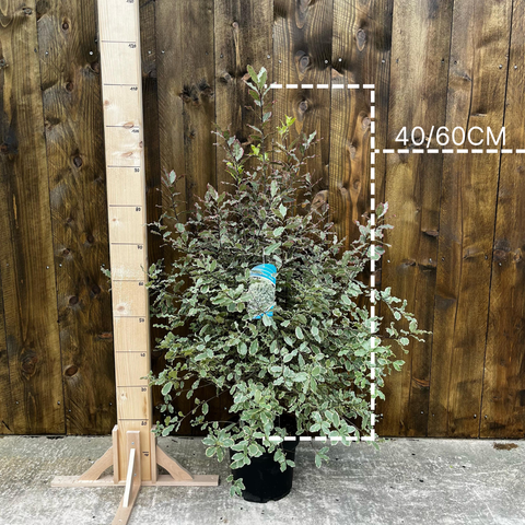 Pittosporum panaché Elisabeth