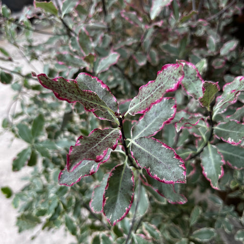 Pittosporum panaché Elisabeth