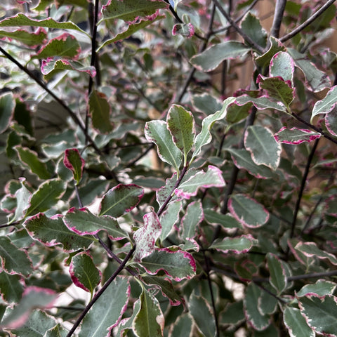 Pittosporum panaché Elisabeth