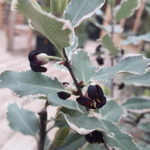 Pittosporum panaché Elisabeth