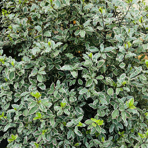 Pittosporum panaché Elisabeth