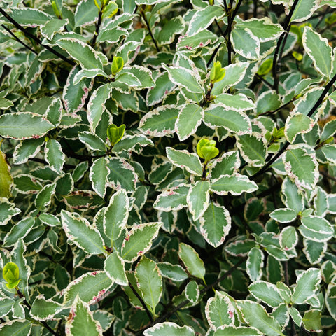 Pittosporum panaché Elisabeth