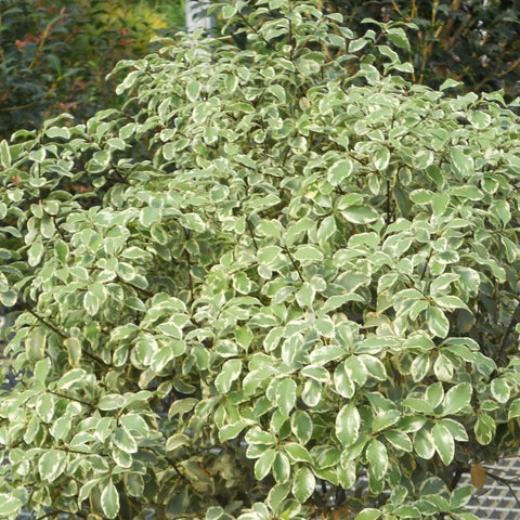 Pittosporum panaché