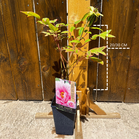 Pivoine arbustive