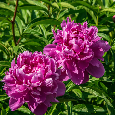 Pivoine herbacée