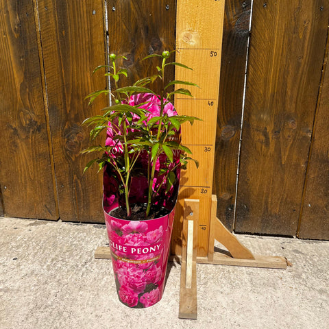 Pivoine herbacée
