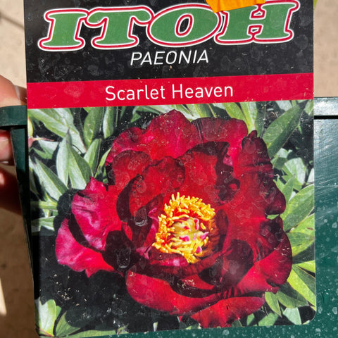 Pivoine ITOH