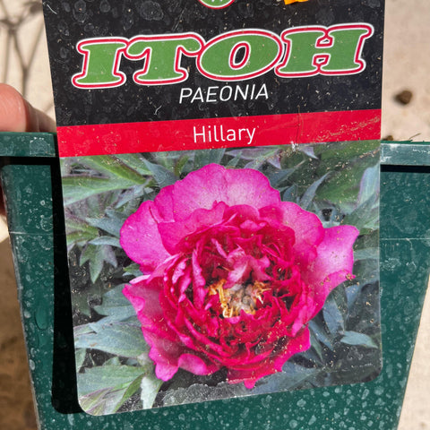 Pivoine ITOH