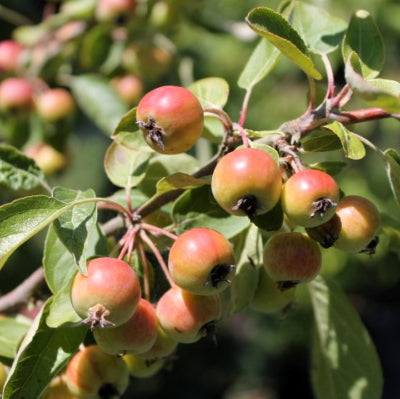 Pommier fleurs 'Evereste®'