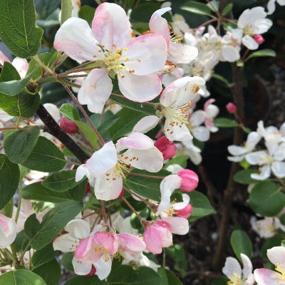 Pommier à fleurs