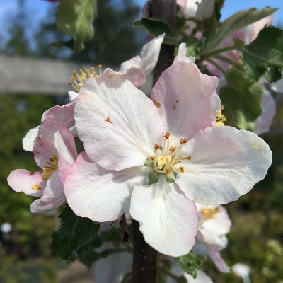 Pommier à fleurs