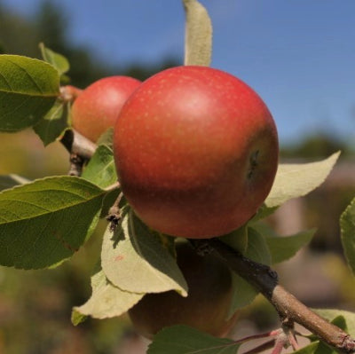 Pommier Reine des Reinettes