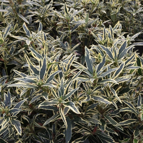 Rhododendron ponticum 'Variegatum'
