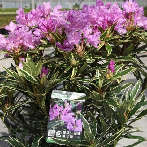 Rhododendron ponticum 'Variegatum'