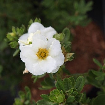 Potentille 'Crème brulée'