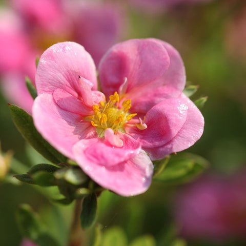 Potentille 'pink paradise'