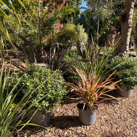 Phormium 'Sundowner' - Lin de Nouvelle-Zélande