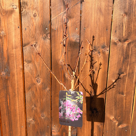 Prunus Kanzan