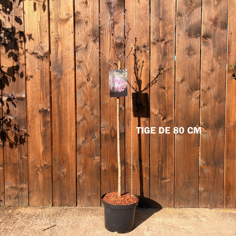Prunus Kanzan