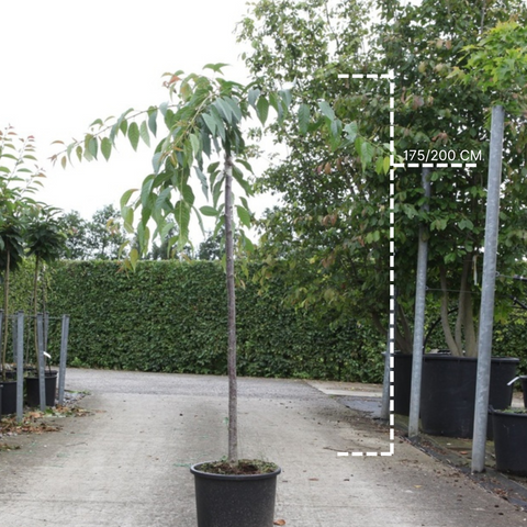 Prunus Kiku-Shidare-Zakura
