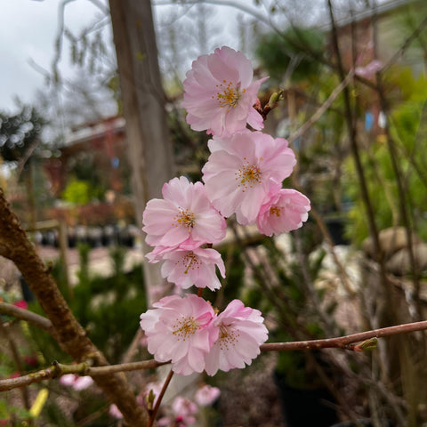 Cerisier du Japon 'Accolade'