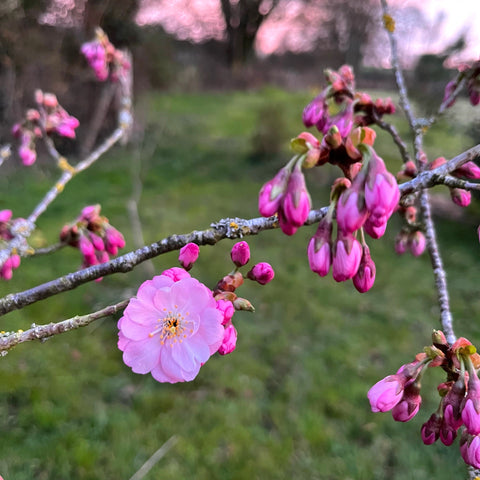 Cerisier du Japon 'Accolade'